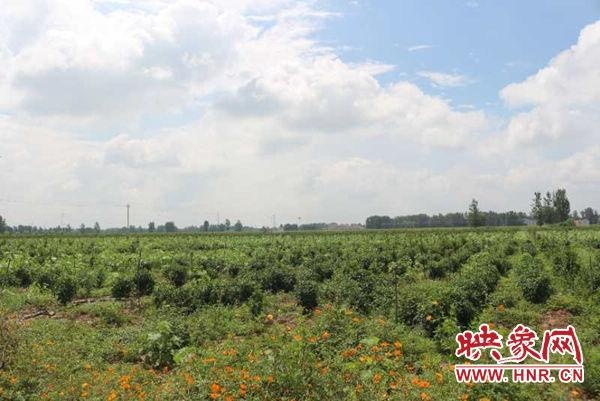 长垣市gdp2020_新鲜出炉新乡各区县市2020年上半年GDP:长垣第一!
