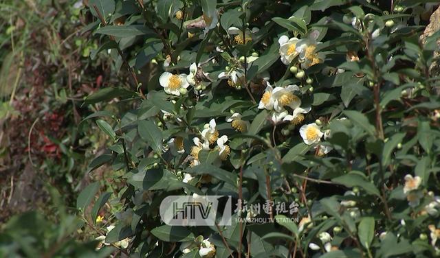 龙井茶树开的花您见过吗 但是不受茶农待见 龙井 茶树 茶农 新浪新闻 龙井茶树开的花您见过吗 但是不受茶农待见 龙井 茶树 茶农 新浪新闻