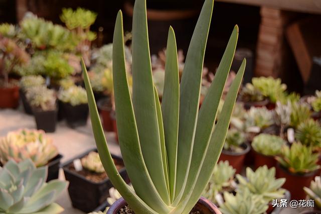 家里养盆折扇芦荟造型独特又好养养的越久越值钱