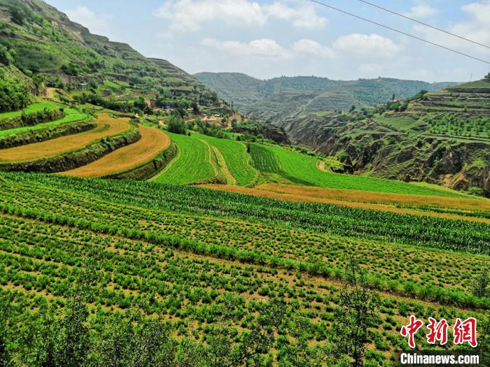 甘肃环县"草业兴起"院士建言坡地植草,适度轮牧
