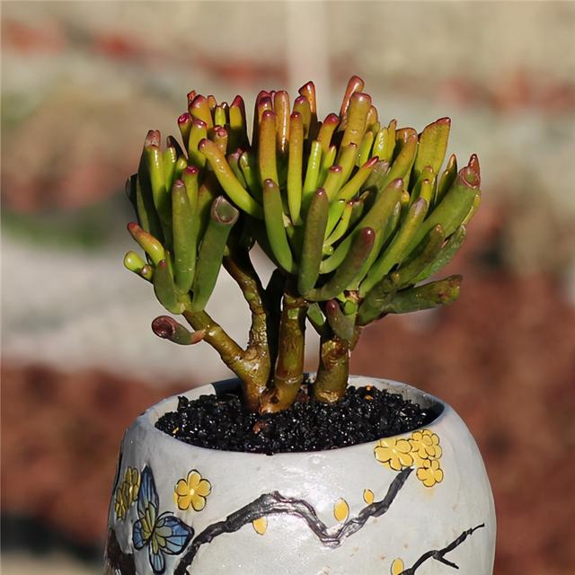 吸财树也是一种多肉细长的叶子观赏性强还能养成老桩