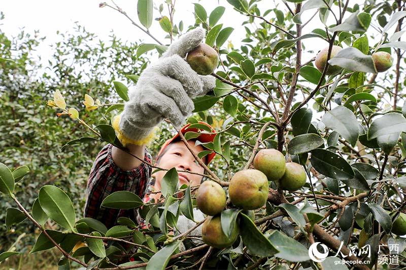 广西三江:60多万亩油茶喜获丰收