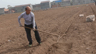 正常情况下，一个现代男人手持铁棍，能不能打死一只狼...