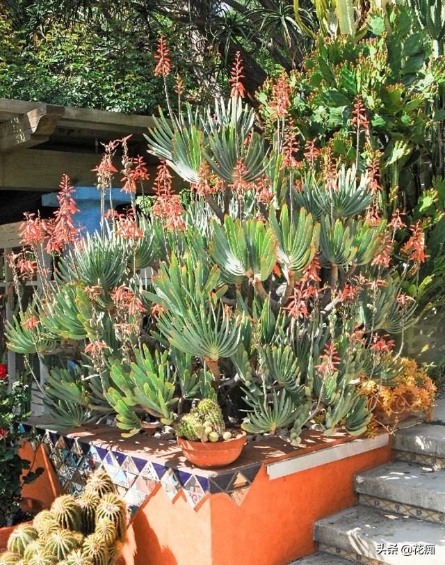 家里养盆折扇芦荟造型独特又好养养的越久越值钱