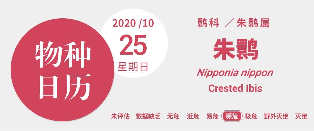 全世界都稀罕的朱鹮 才不是你想象的那个样子 新浪科技 新浪网
