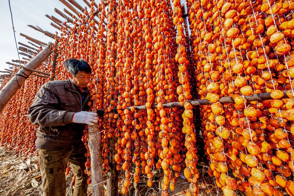 河北邯郸:涉县农民晒柿饼,吸引河南摄影人