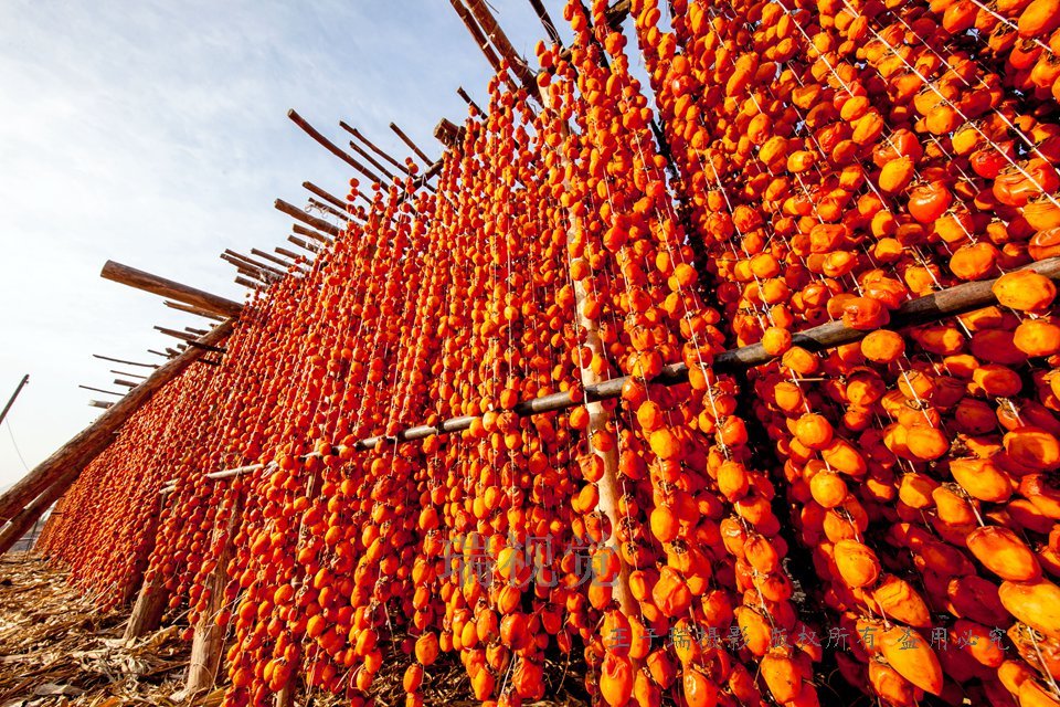 河北邯郸:涉县农民晒柿饼,吸引河南摄影人