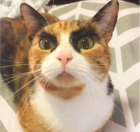 猫咪天生一双八字眉模样超霸气撒起娇来主人却大呼受不了