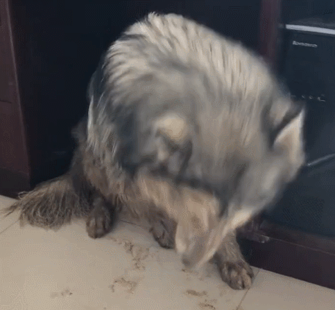 狗狗去外面滚泥坑，跑回家被主人骂，脏得像刚滚屎坑！休闲区蓝鸢梦想 - Www.slyday.coM