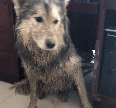 狗狗去外面滚泥坑，跑回家被主人骂，脏得像刚滚屎坑！休闲区蓝鸢梦想 - Www.slyday.coM