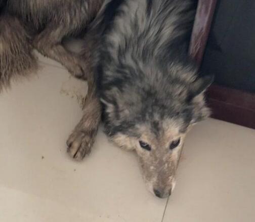 狗狗去外面滚泥坑，跑回家被主人骂，脏得像刚滚屎坑！休闲区蓝鸢梦想 - Www.slyday.coM