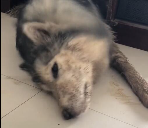 狗狗去外面滚泥坑，跑回家被主人骂，脏得像刚滚屎坑！休闲区蓝鸢梦想 - Www.slyday.coM