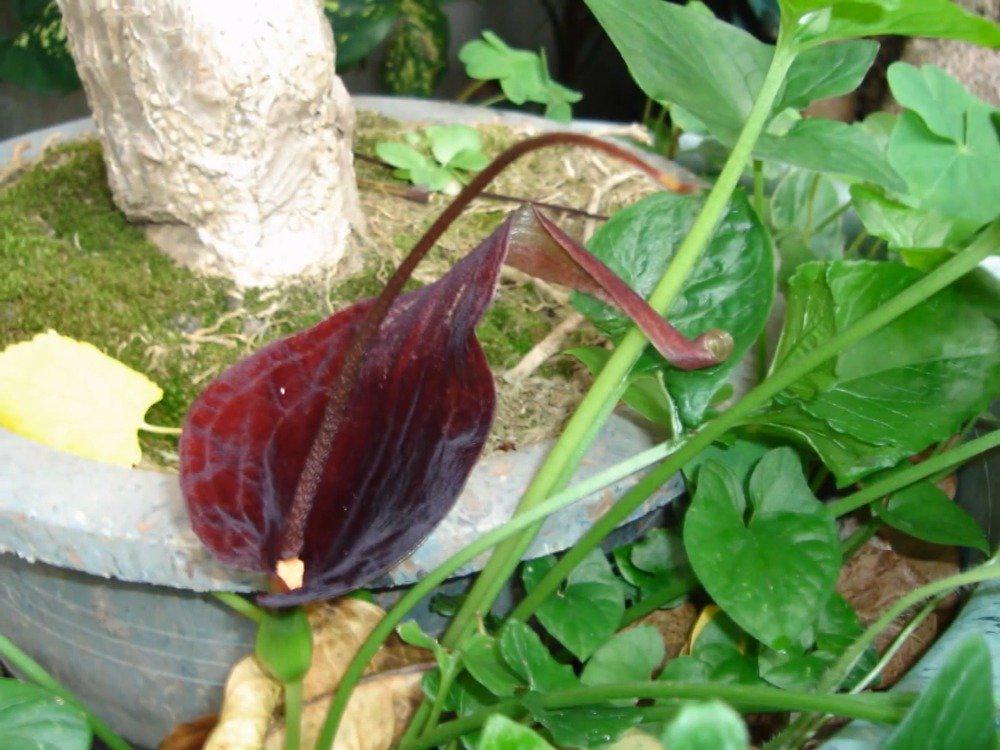 土半夏 土半夏,中药