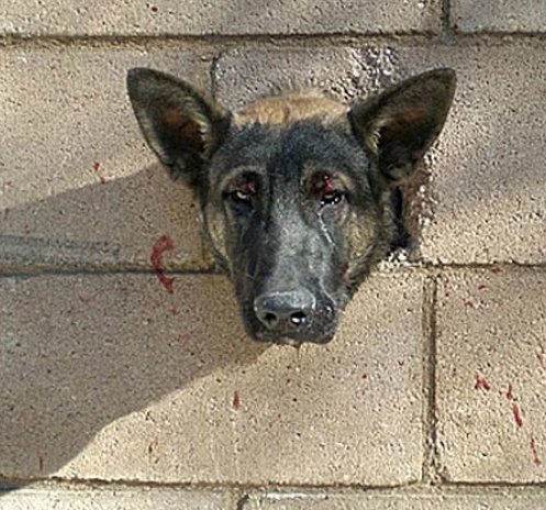 狗狗发现一个墙洞,好奇将头伸了进去,让人无法直视