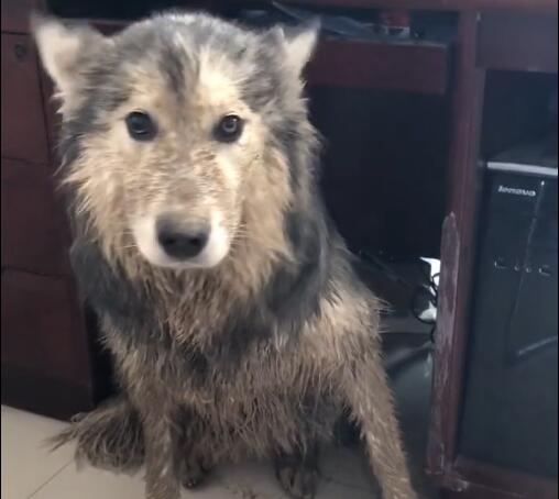 狗狗去外面滚泥坑，跑回家被主人骂，脏得像刚滚屎坑！休闲区蓝鸢梦想 - Www.slyday.coM