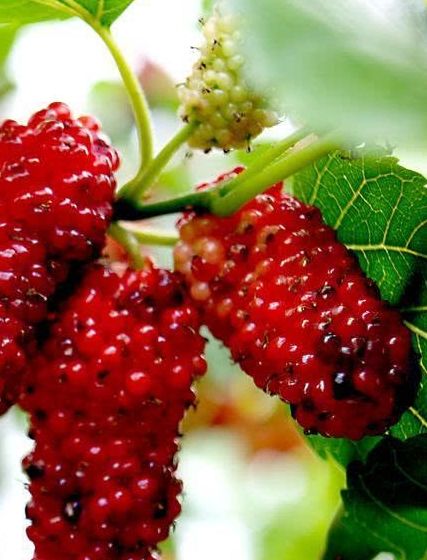 对女性最好水果,补血乌发,美容抗衰,养肝明目,早知早受益