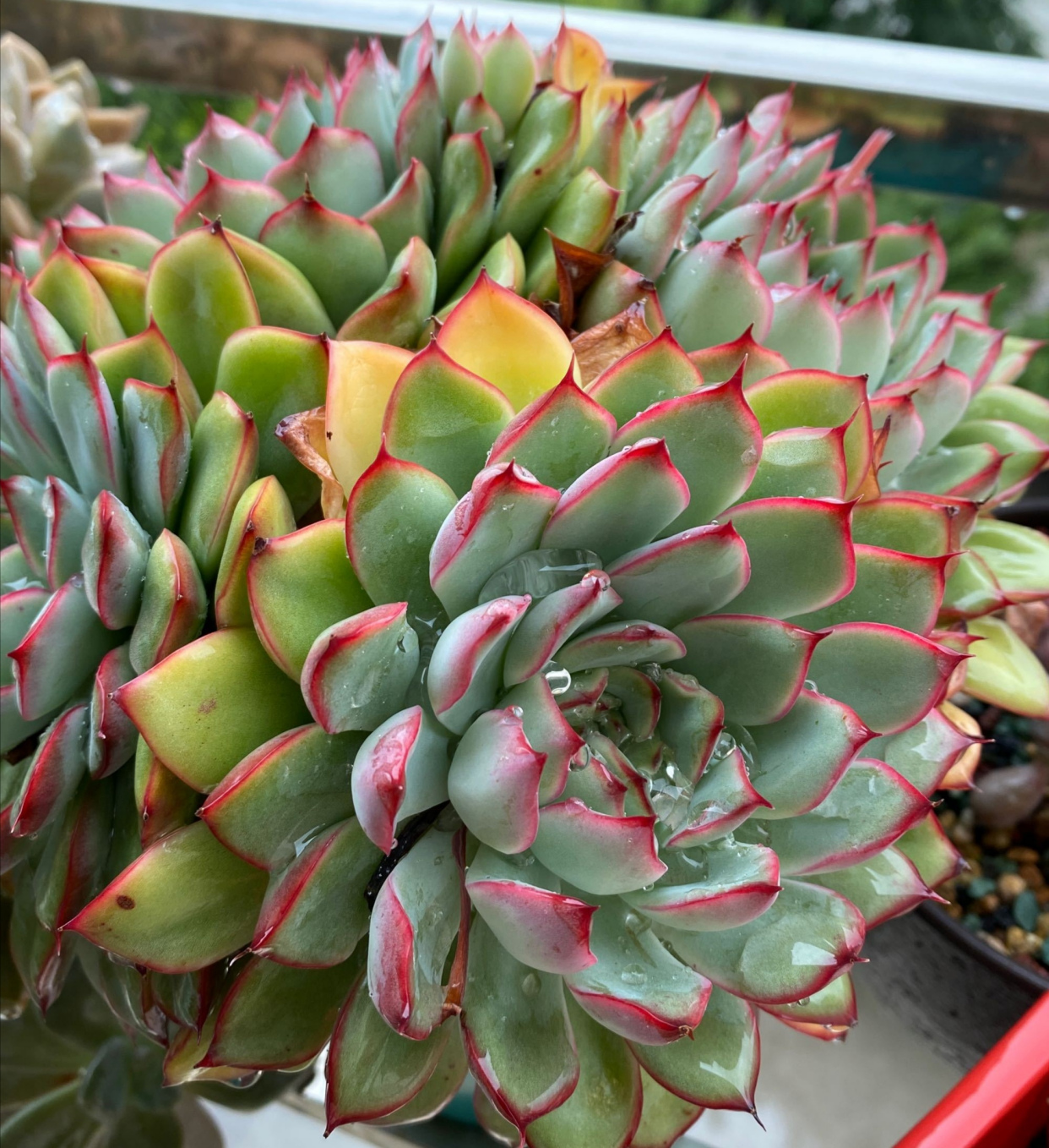 多肉遇冷就冻伤?适当冻一冻,易上色出锦,好看极了