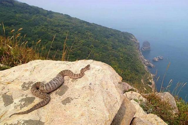中国有一座蛇岛,栖息着2万条毒蛇,现今已成岛上"唯一霸主"