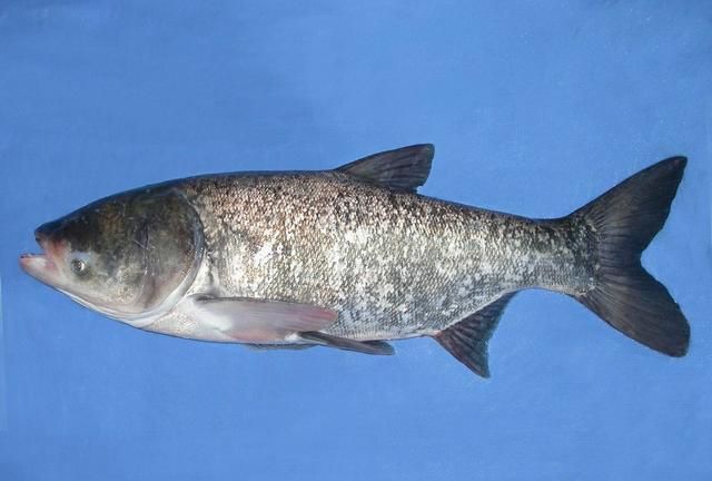 一亩水面能放养多少花白鲢合适?有什么养殖经验分享?