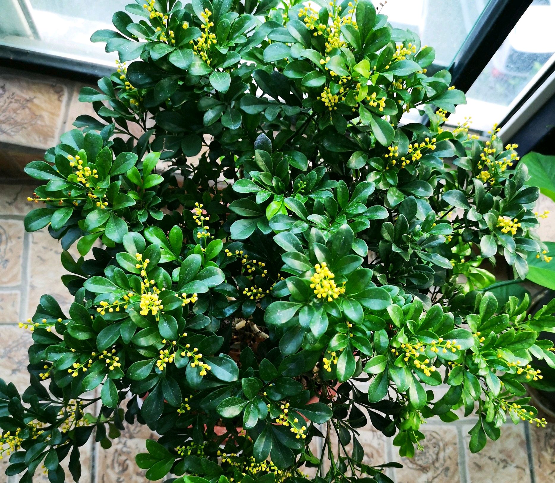 米兰花(米兰花浇水的正确方法)