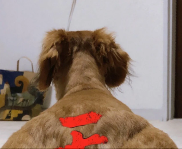 自从「右勾拳柴犬」引起网民热话后,网络上相继出现不少健硕动物,如爆