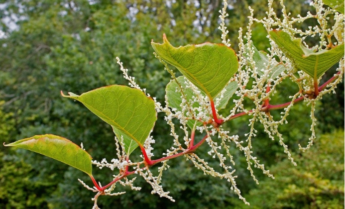 因观赏价值被带回英国,却造成生物入侵,日本虎杖到底有多强?