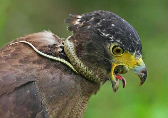 毒蛇将对手的脖子紧紧缠住一番争斗后却还是被吃