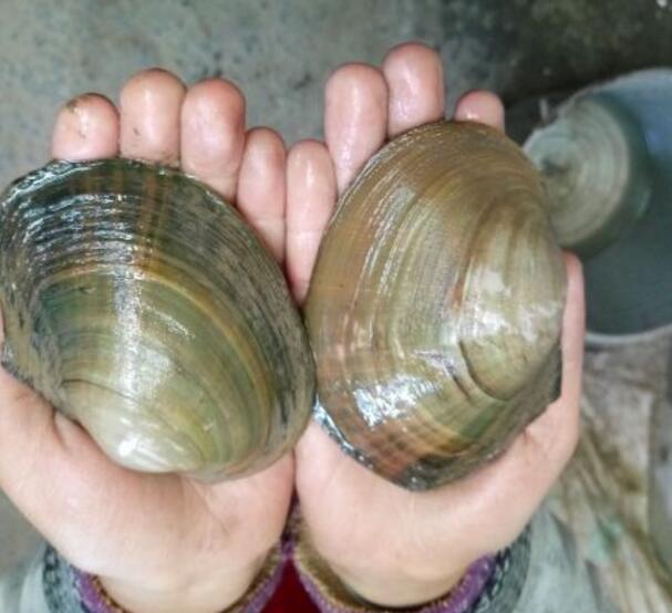 听过这样的说法,吃了大哈喇,运气会不好.