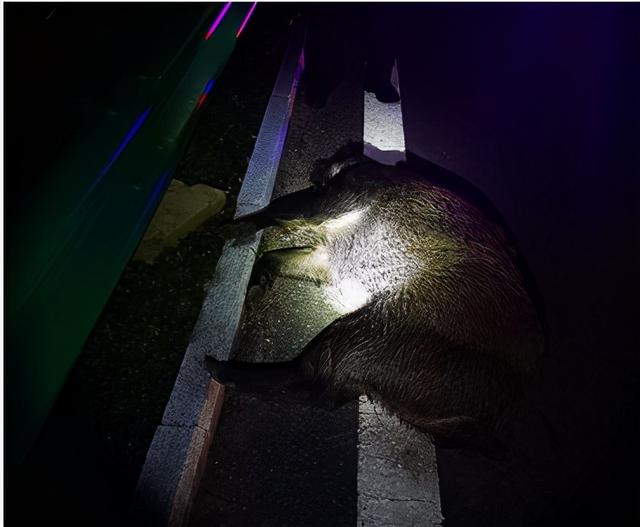 "我当时驾驶车辆正常行驶,突然发现一群黑色的动物,我躲不开就撞上了.