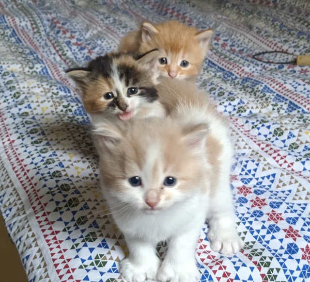 小猫|萨奇|家猫_新浪新闻