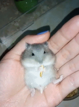 小仓鼠吃零食塞满嘴,小仓鼠:肚子是个大口袋!