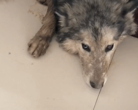 狗狗去外面滚泥坑，跑回家被主人骂，脏得像刚滚屎坑！休闲区蓝鸢梦想 - Www.slyday.coM