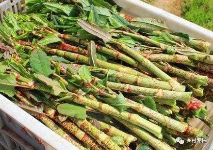 俗称酸筒杆,长得似竹子,国外臭名昭著,我国农民当成宝,1斤8元