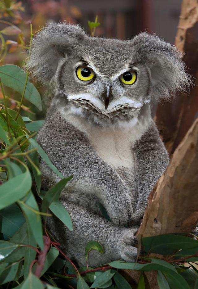 20组动物混搭真猫头鹰十分可爱然而猩猩熊猫却有点猥琐