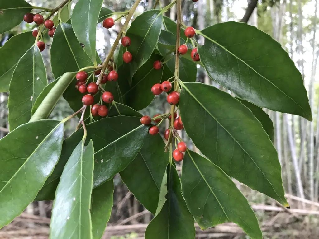 谁曾想爷爷奶奶泡的茶 摇身一变竟成了 花中爱马仕 中国植物志 新浪科技 新浪网 谁曾想爷爷奶奶泡的茶 摇身一变竟成了 花中爱马仕 中国植物志 新浪科技 新浪网