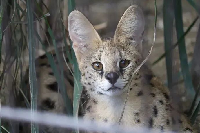 薮猫猫耳朵怎么这么大?想和他说悄悄话!