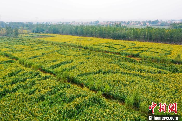 经过两年的发展，高店村的洋姜种植面积达到了320亩。　李红卫 摄