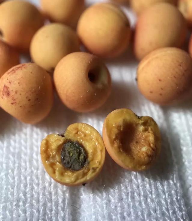 一看就是放置了太久皱巴巴的果肉和微微发霉的果核掰开后还能见到杏子