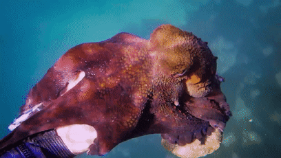 躲避追杀的章鱼竟然骑上了鲨鱼,还遇见了人类男主角