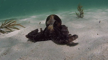 躲避追杀的章鱼竟然骑上了鲨鱼,还遇见了人类男主角