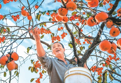 金秋柿红采摘忙|柿子_新浪新闻