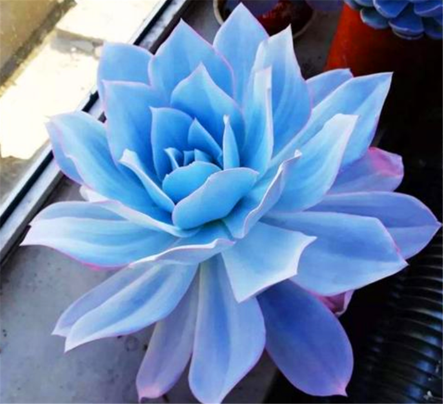 最有仙气的巨无霸多肉广寒宫养护学会3要点蓝粉绚烂仙气足