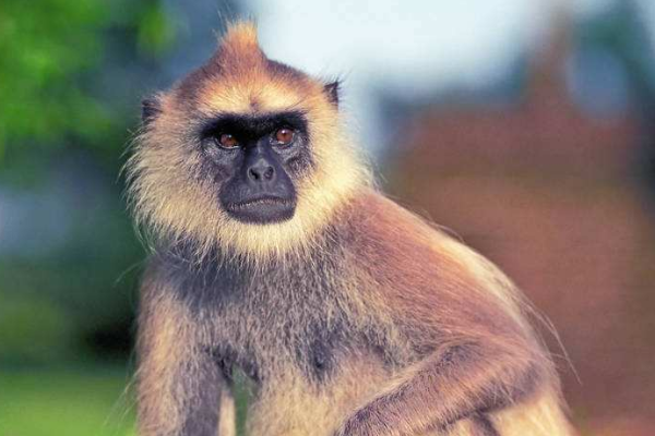 安泰|土猴|出生_新浪新闻