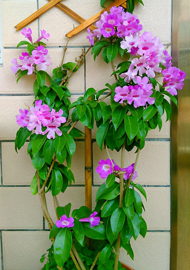 这花有浓郁的大蒜味,名叫蒜香藤,每到晚上偷偷开花