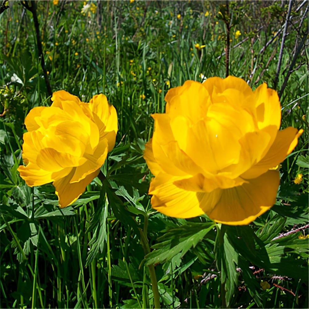 一种成片盛开的黄金花,名叫金盏花,生长繁殖快一周