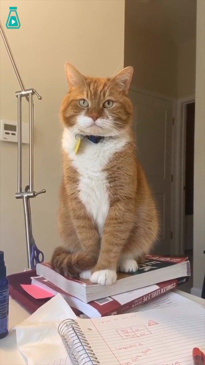 一只表情严肃,神情坚毅的大橘猫