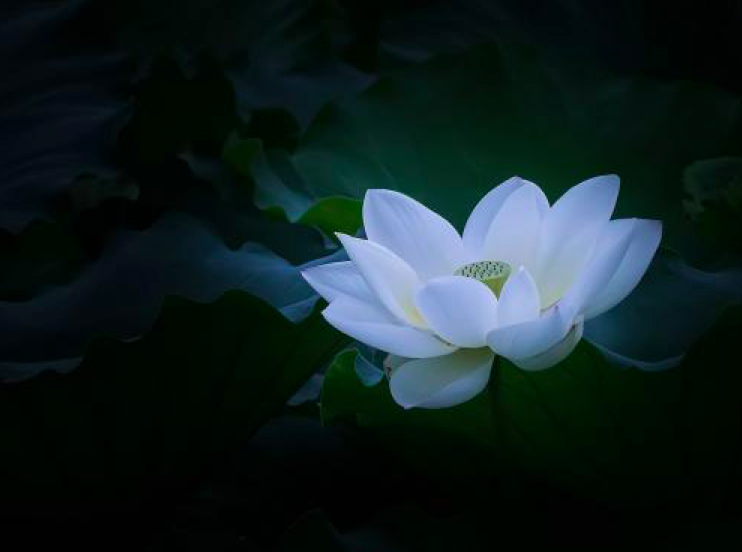 评特斯拉召回你俨然就是一朵白莲花丨壹槽点