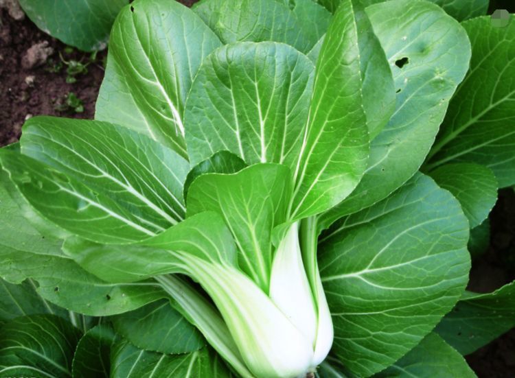 此种青菜要少吃,对健康无益,可惜很多人还不清楚,告诉身边人|青菜|伯