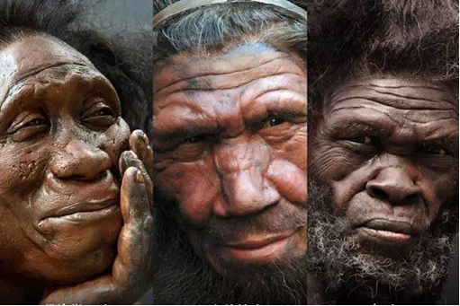 尼安德特人为何如此高大?研究表明,他们一出生就有个大胸腔