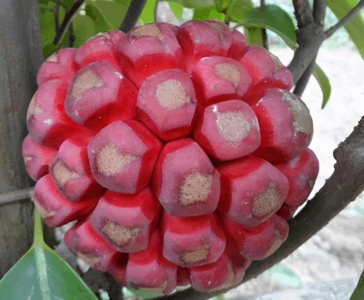 湖南,广东,香港,海南,广西,四川,贵州,云南等地,木质常绿藤本野生水果